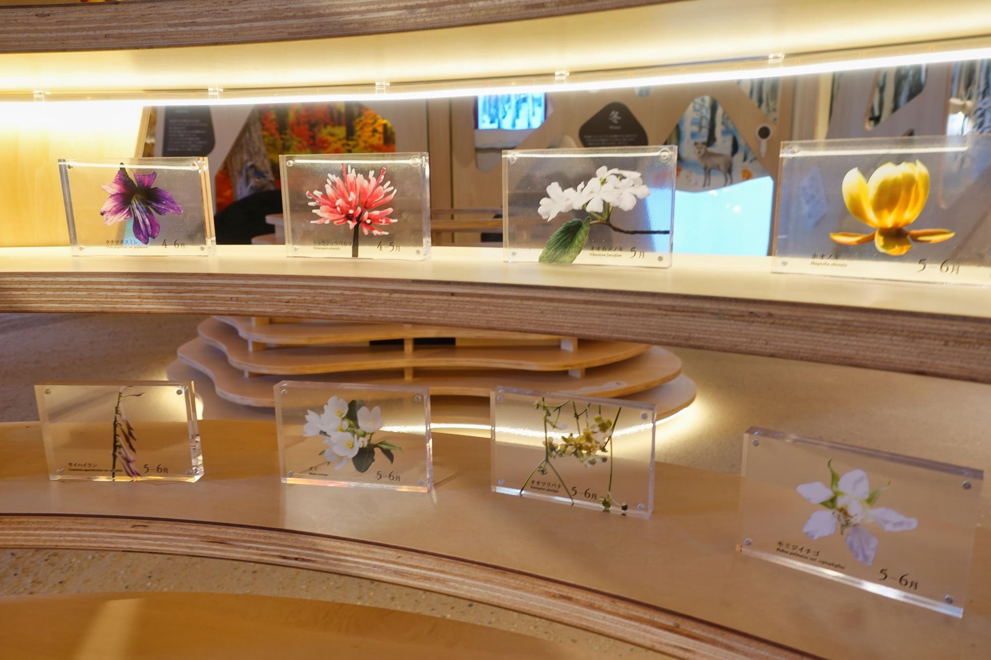 裏磐梯ビジターセンター 展示