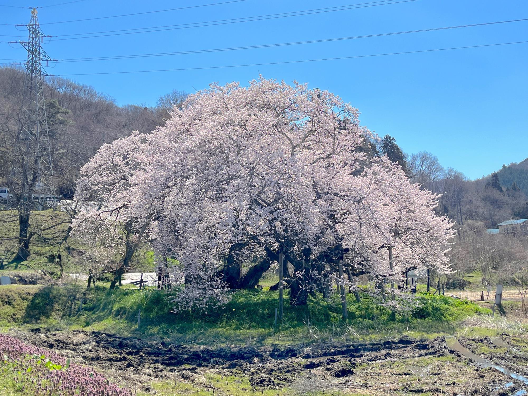 石部桜(イシベザクラ)