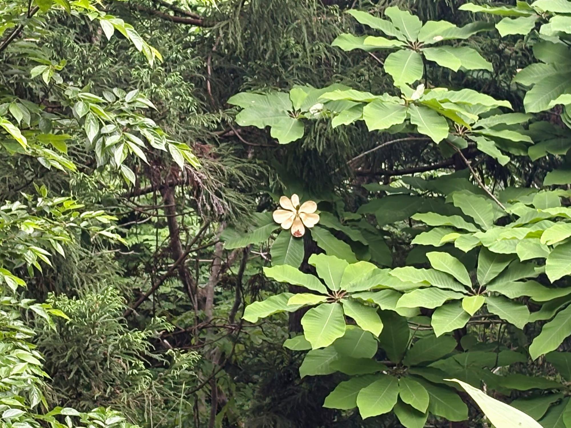 和合亮一さんと歩く「おとなの遠足」第2回 青木山の自然