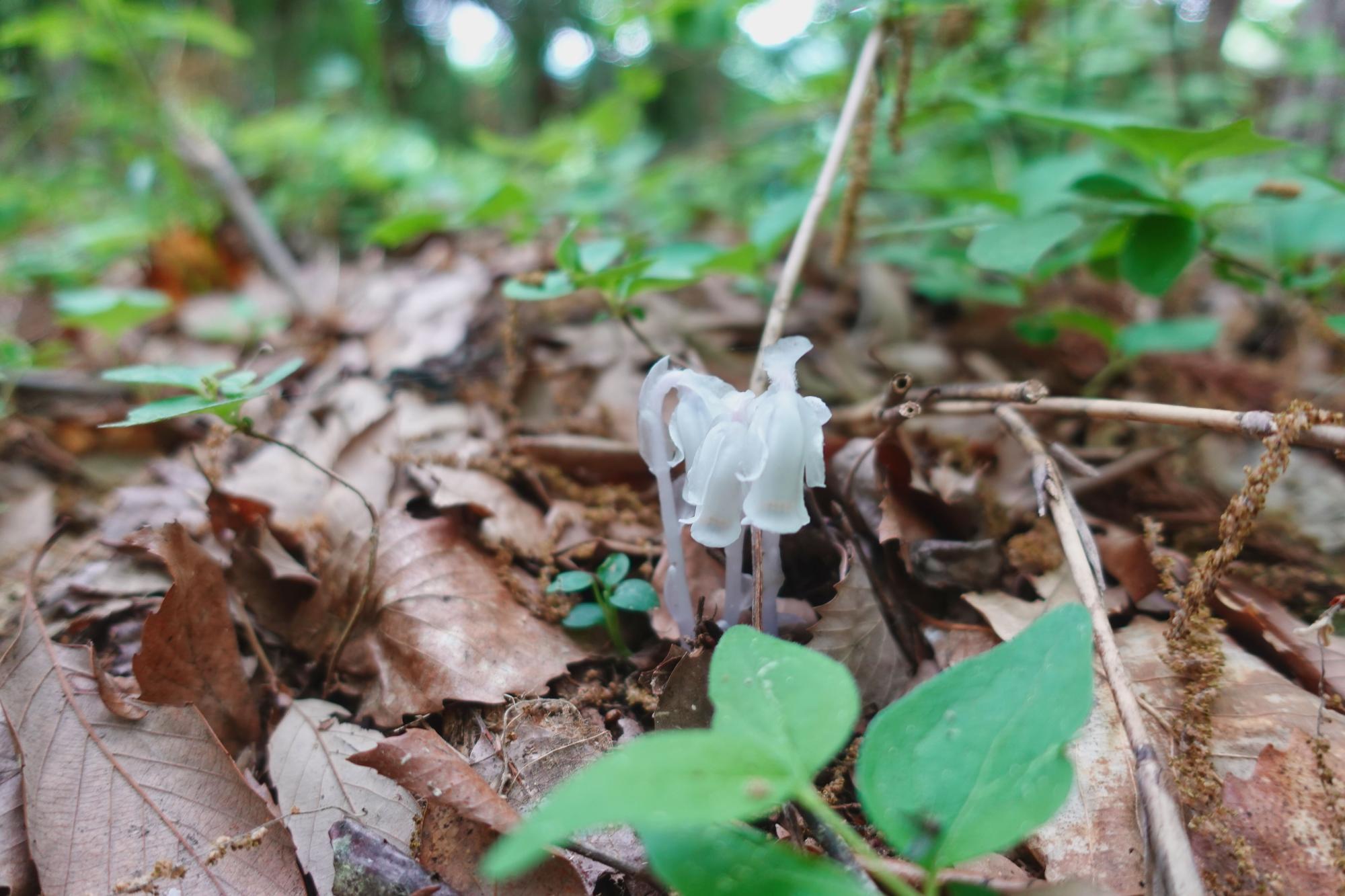 和合亮一さんと歩く「おとなの遠足」第2回 青木山の自然