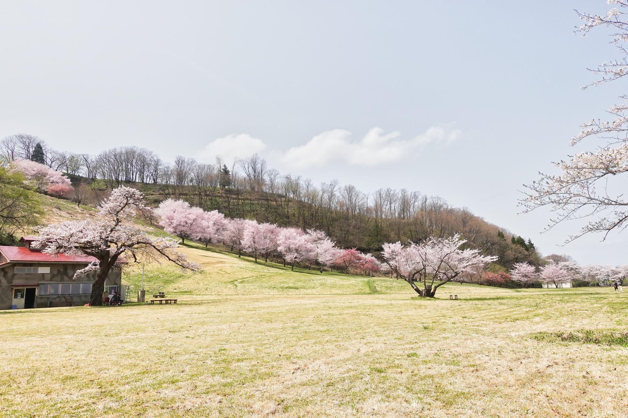 会津若松市 子どもの森