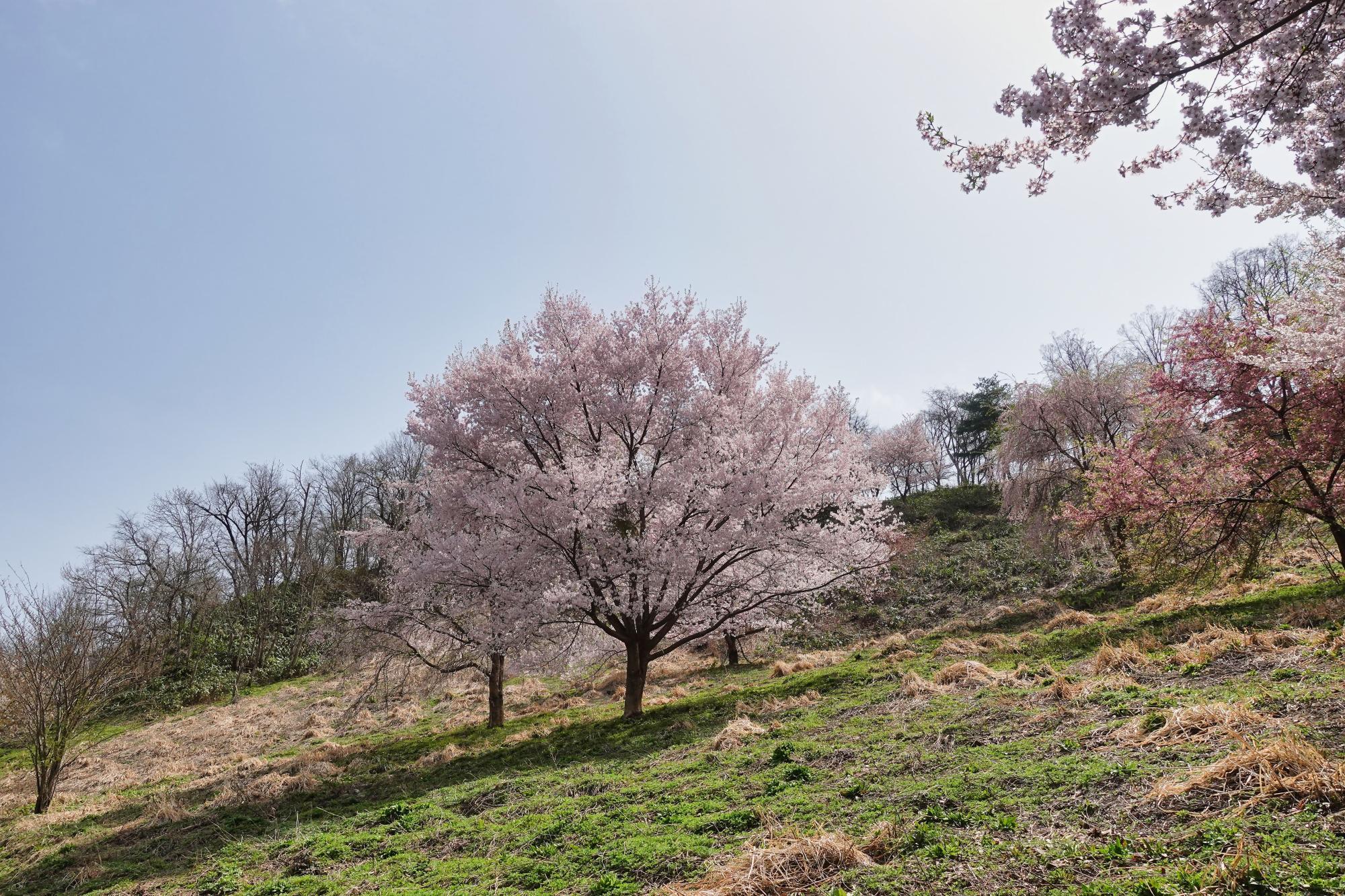 会津若松市 子どもの森