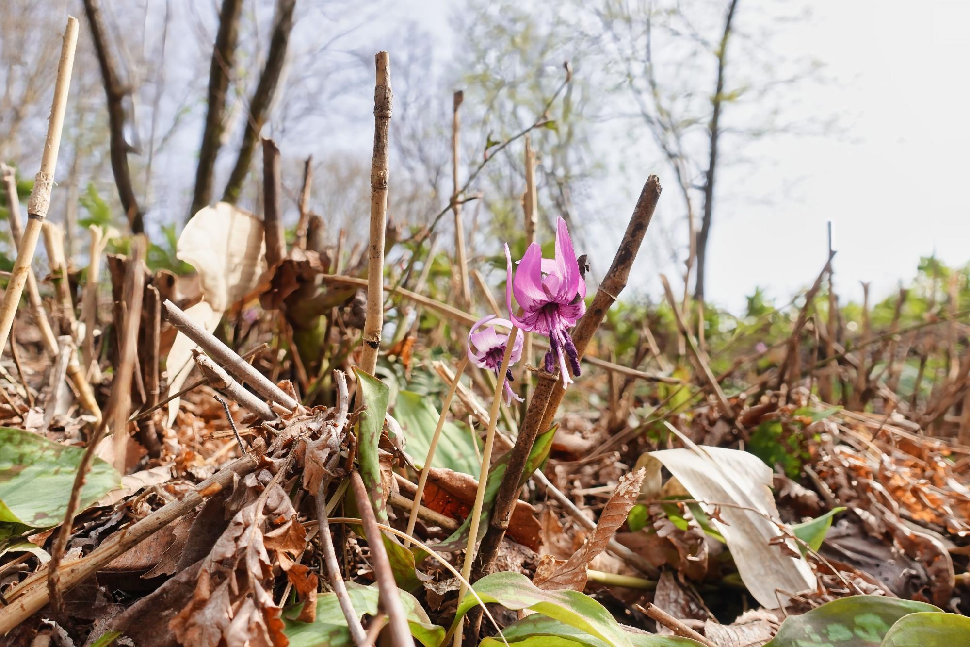 小田山 下山 カタクリ