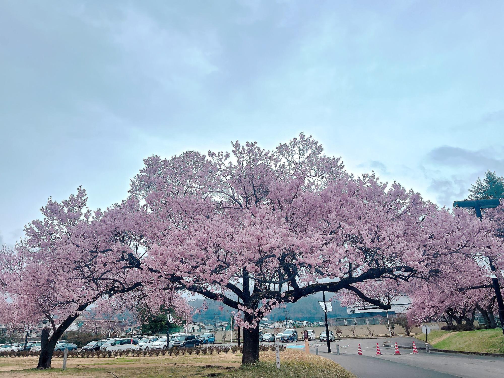 会津若松市 県立博物館の 2025年4月13日