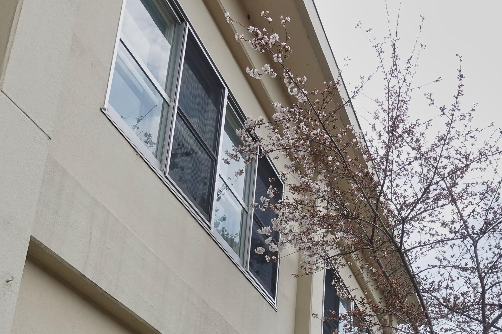 会津若松税務署の桜