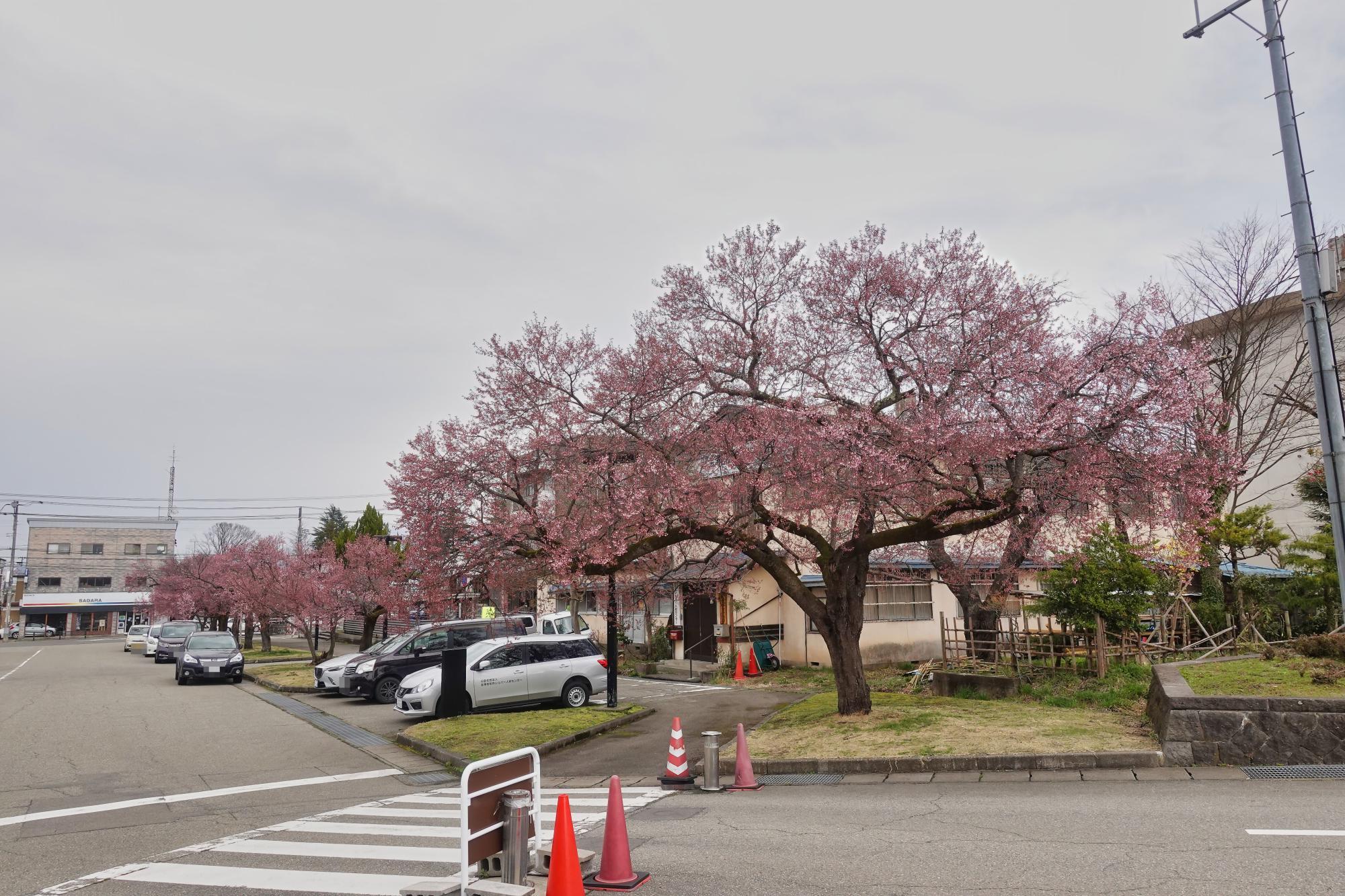 会津若松市歴史資料センター「まなべこ」(旧会津図書館)前の桜