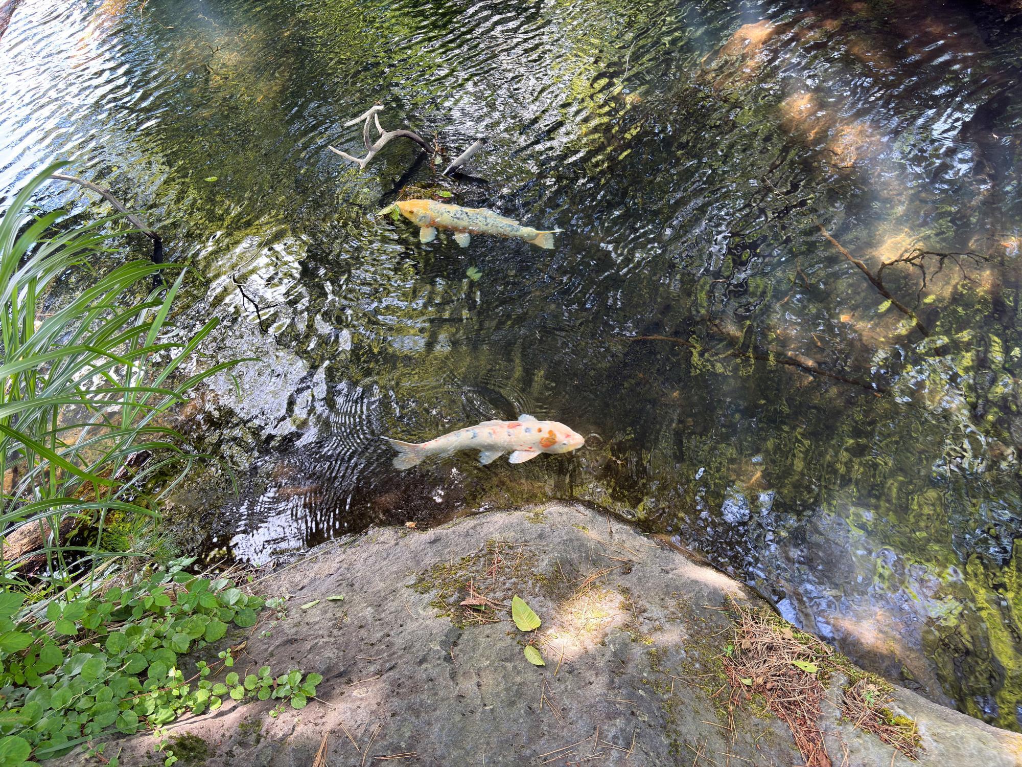 五色沼自然探勝路 毘沙門沼 鯉