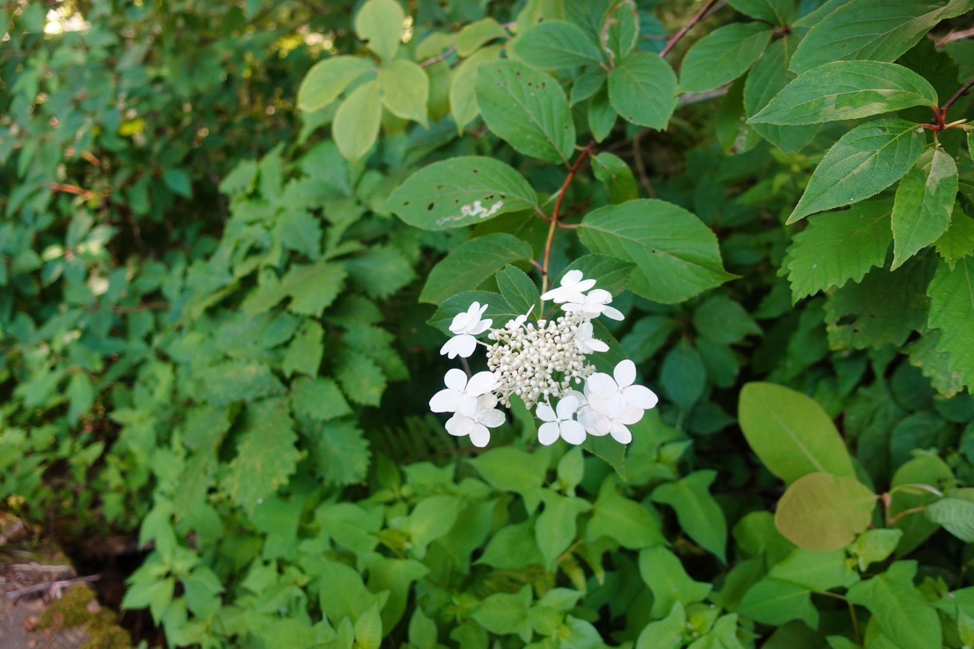 五色沼自然探勝路 アジサイ