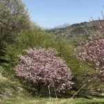 桜と磐梯山 01｜写真｜2026-04-20