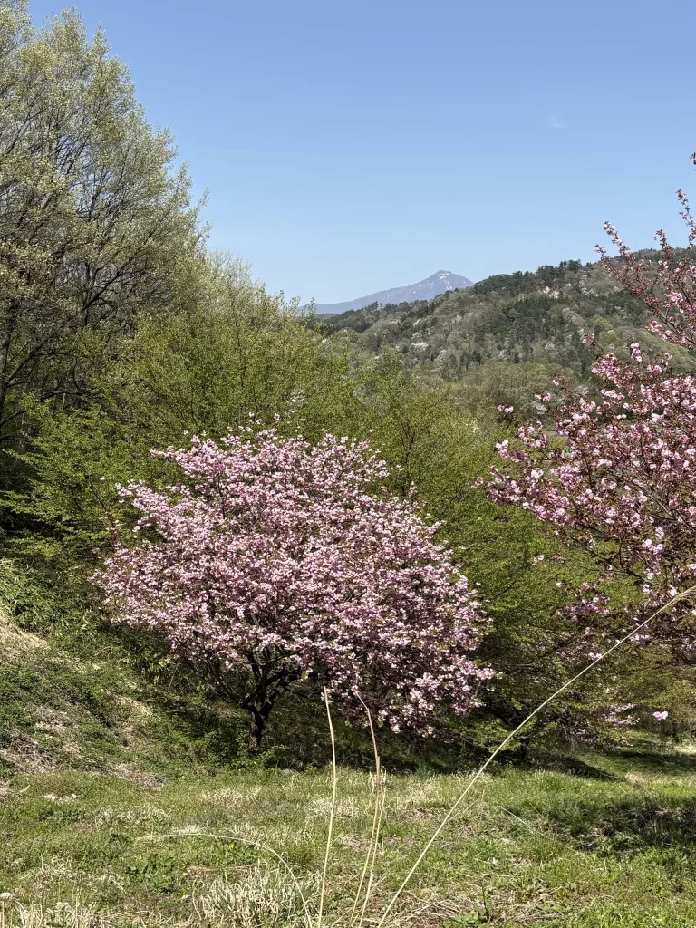 桜と磐梯山 01｜写真｜2026-04-20